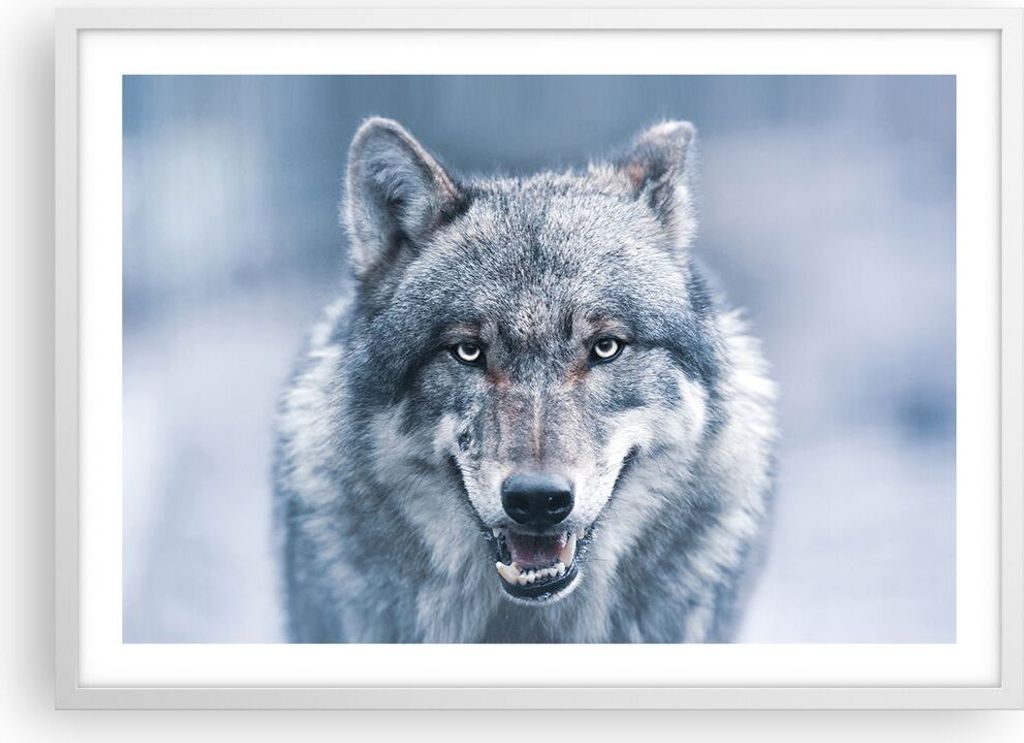 Gerahmtes Poster - Weißer Rahmen - Wolf Raubtier Wildheit - 70x50 cm - Wand Bild - Wanddeko - Wandbilder - Kunstposter - Wandposter - Bilderrahmen...