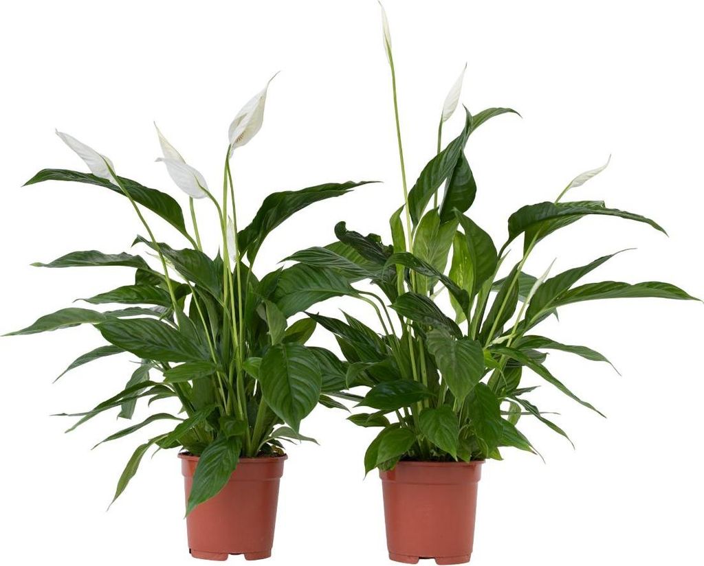 Friedenslilie - Einblatt - 2 Stk - Spathiphyllum 'Lima' - Höhe 60-75cm - 17cm