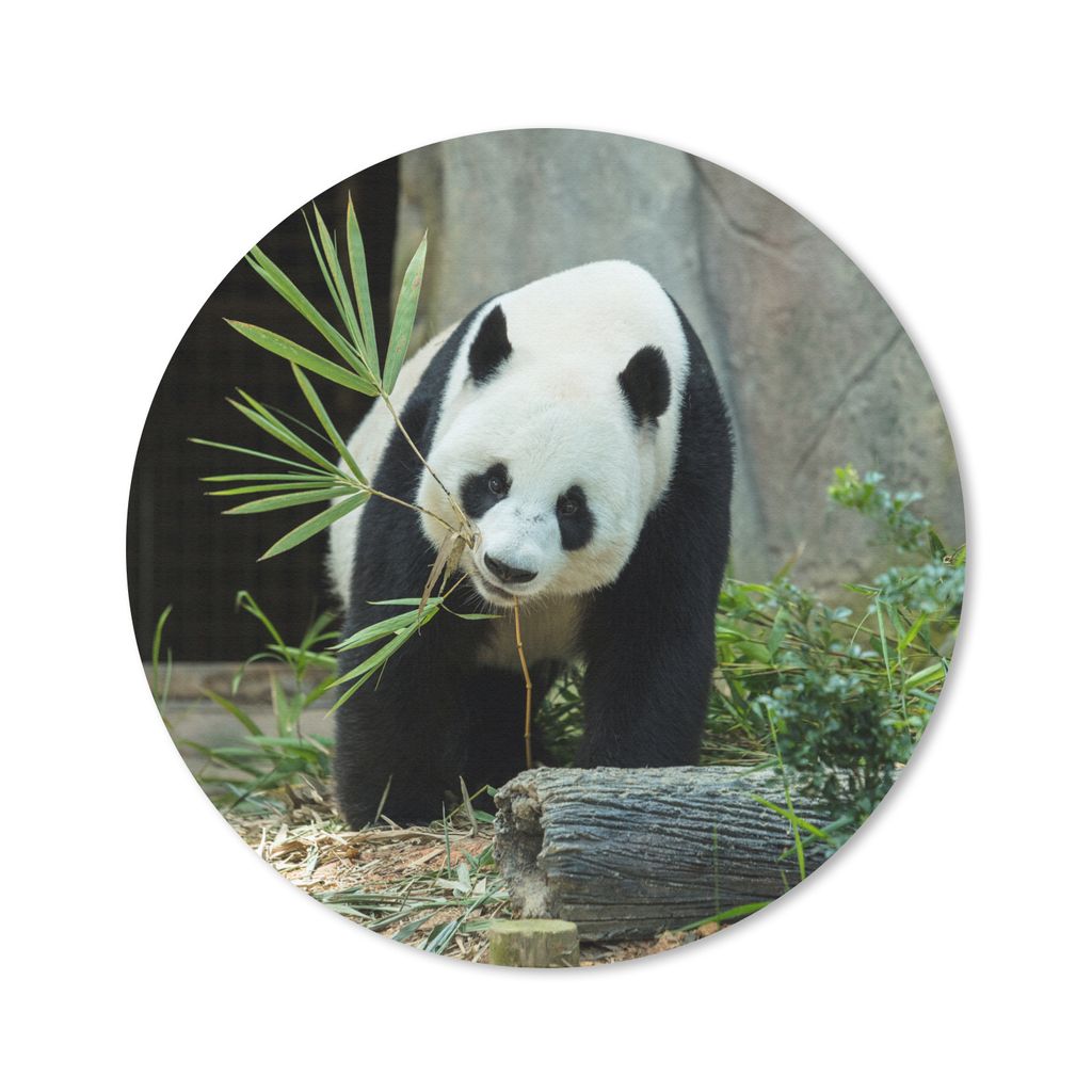 MuchoWow Mauspad Mousepad Panda - Baumstamm - Höhle 30x30 cm - Mousepads - Maus Mat - Pad - Mausunterlage - Tischunterlage - Schreibtischmatten
