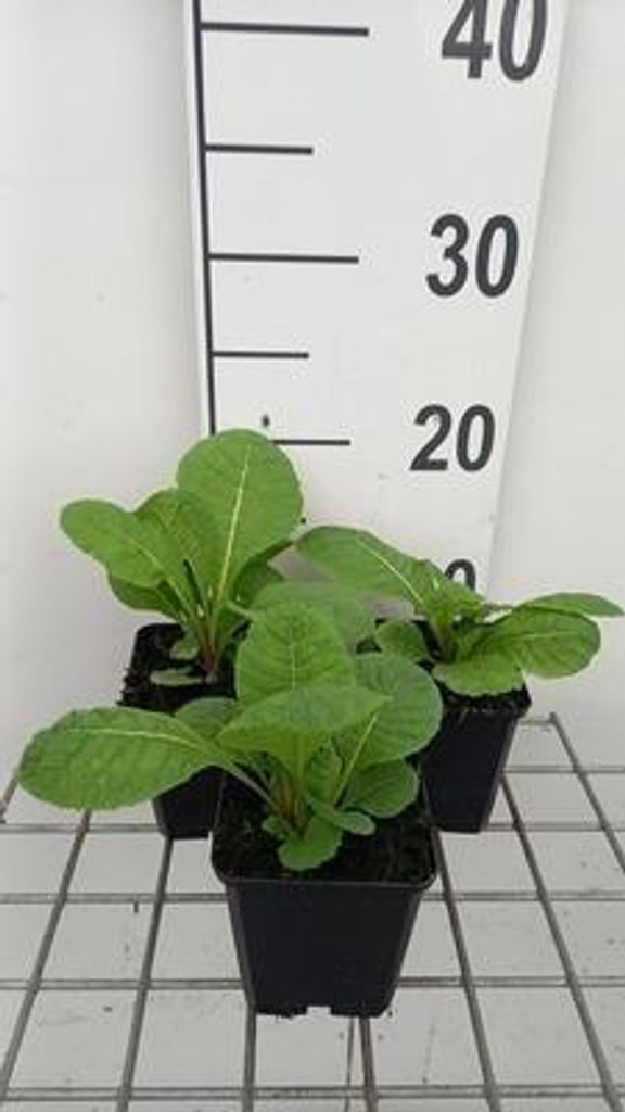 6 x Primula pulverulenta - prvosienka guľatá - kvetináč 9 x Obrázok produktu 