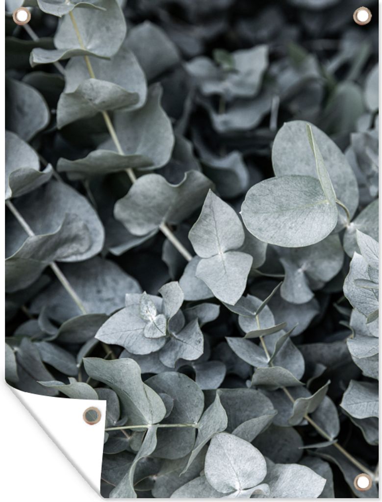 MuchoWow 60x80 cm Outdoor-Poster Gartendeko Sichtschutz Garten Poster für den Garten Natur - Pflanzen - Eukalyptus - Blätter