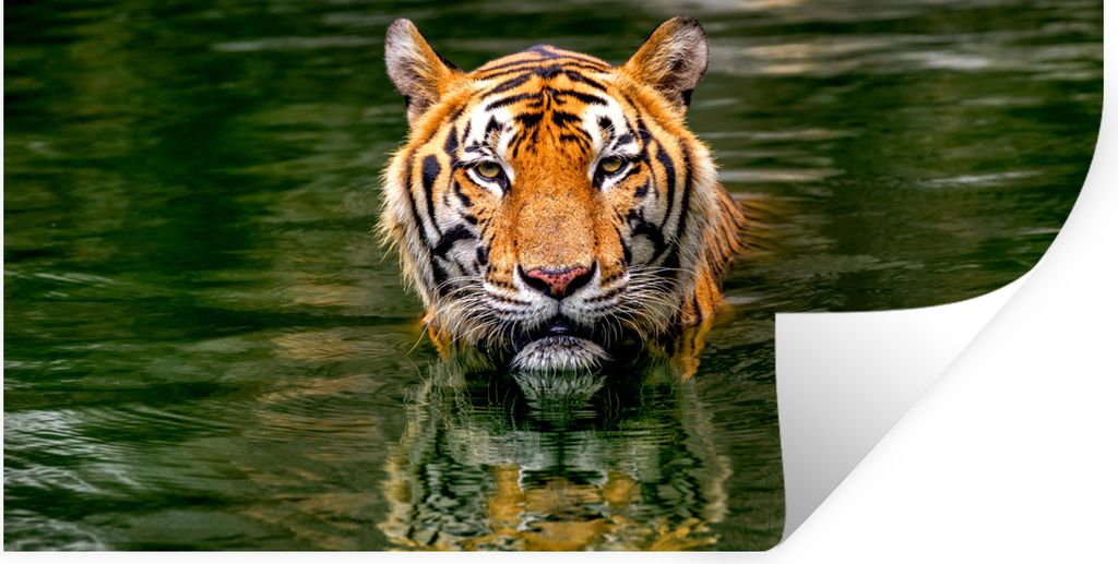 MuchoWow Wandtattoo Wandsticker Wandaufkleber Tiger im Wasser 160x80 cm Selbstklebend und Repositionierbar - Sticker - Dekorfolie