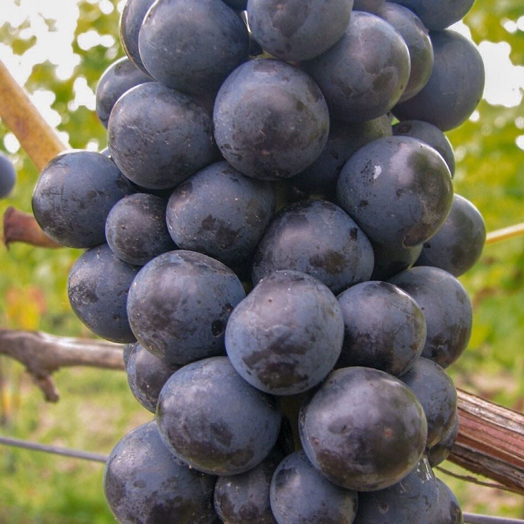 Vinná réva Zilga 2L Obrázek produktu 