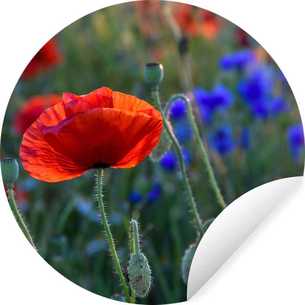 MuchoWow Runde Wandtattoo - Wandsticker Tapete Aufkleber Bunte Mohnblumen in den Niederlanden Ø 80 cm Selbstklebend und Repositionierbar - Wanda...