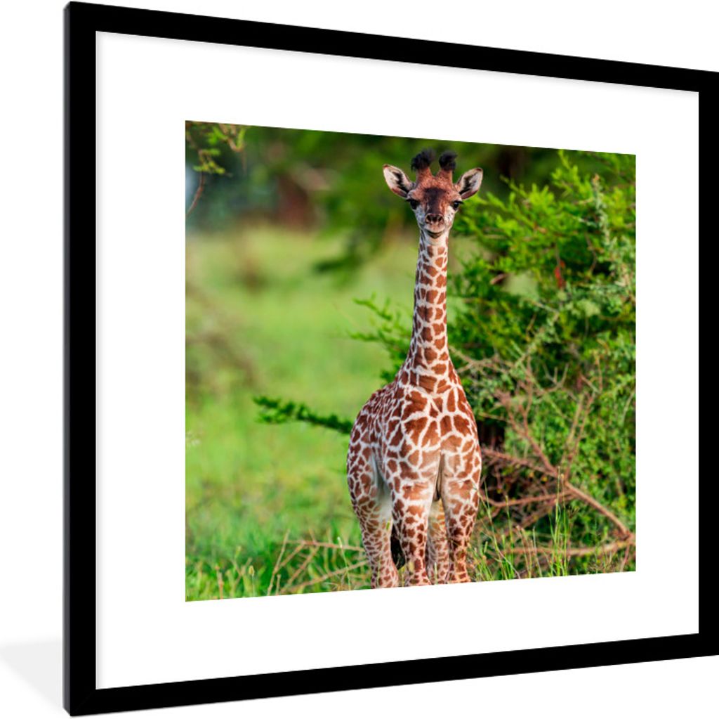 MuchoWow Gerahmtes Poster Baby - Giraffe - Pflanzen 40x40 cm - Poster mit Schwarzem Bilderrahmen Wandposter Rahmen Foto Bilder - Poster - Plakat ...