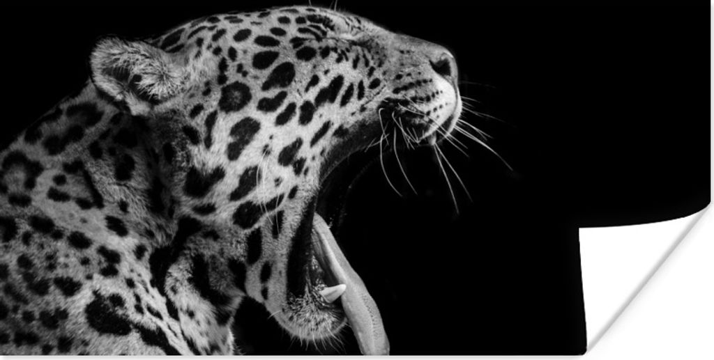 MuchoWow Poster Jaguar - Tier - Schwarz - Weiß 120x60 cm - Bild