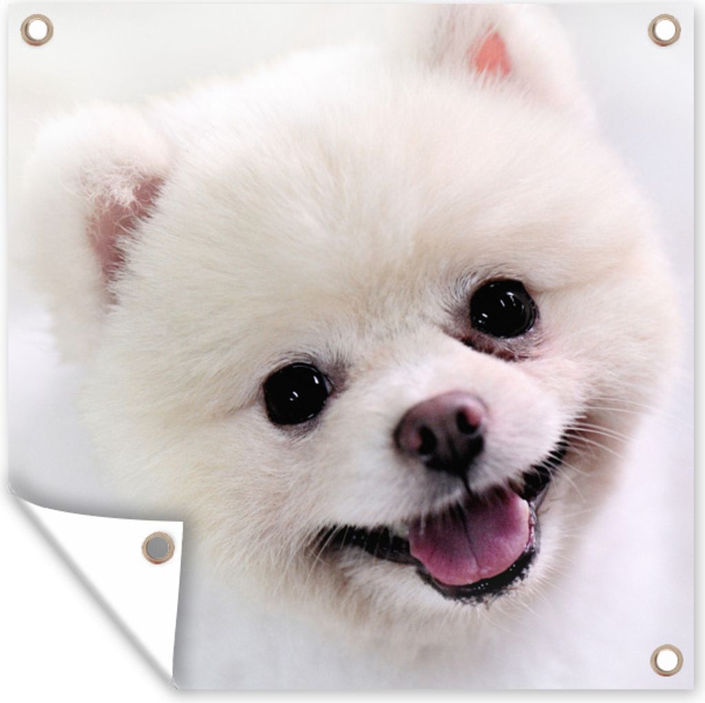 MuchoWow 100x100 cm Outdoor-Poster Gartendeko Sichtschutz Garten Poster für den Garten Pomeranian Nahaufnahme