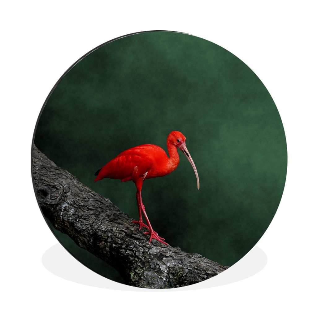 MuchoWow Aluminium Wandkreis Roter Ibis auf einem Baumzweig Ø 90 cm Wanddeko Modern Wohnzimmer - Mauerkreis - Wandbilder - Runde Bild - Bild aus...