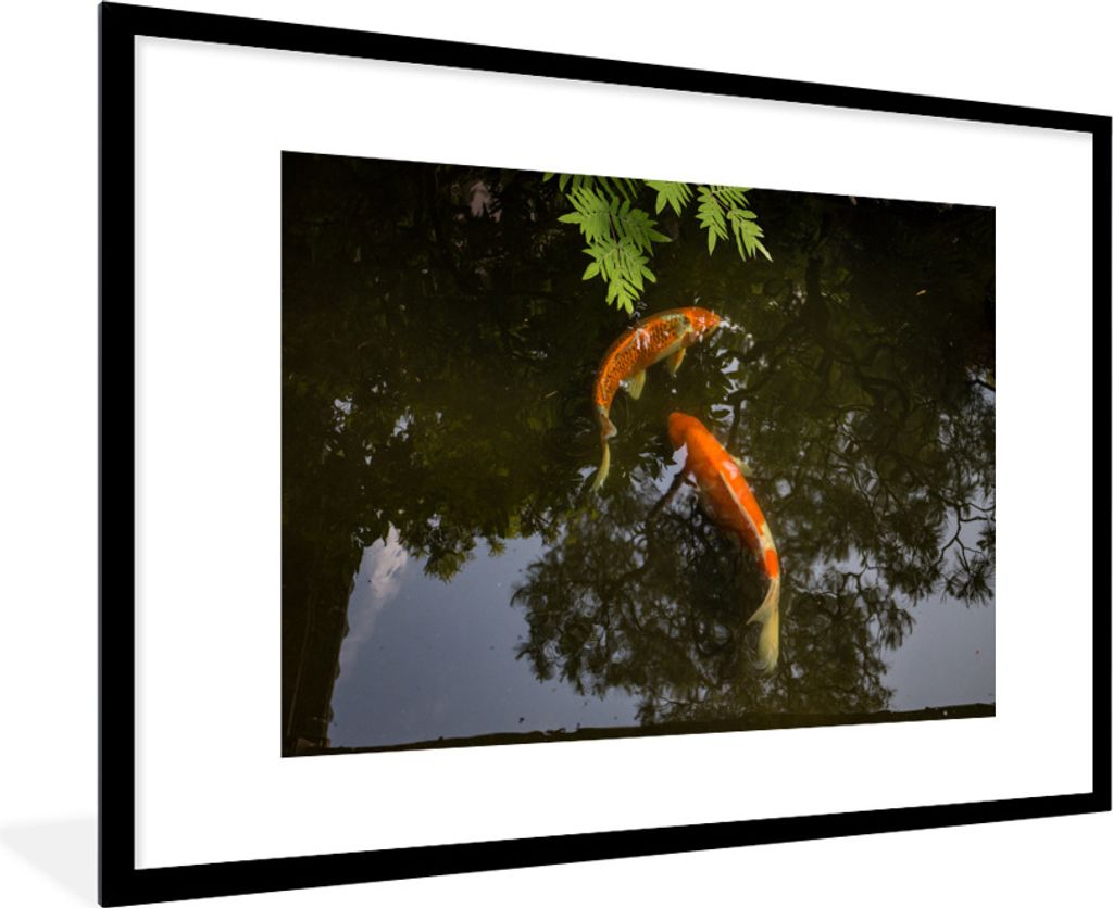MuchoWow Gerahmtes Poster Zwei Koi-Karpfen um einen Teich 90x60 cm - Poster mit Schwarzem Bilderrahmen Wandposter Rahmen Foto Bilder - Wanddekora...
