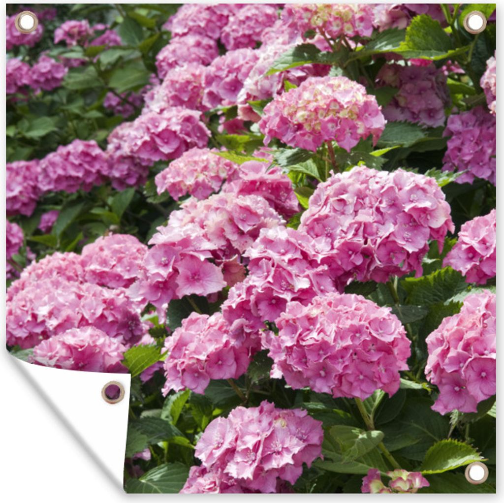 MuchoWow 50x50 cm Outdoor-Poster Gartendeko Sichtschutz Garten Poster für den Garten rosa Hortensien im Sommer