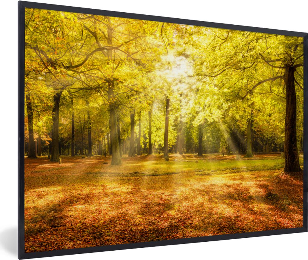 MuchoWow Gerahmtes Poster Baum - Natur - Sonne - Landschaft - Wald 60x40 cm - Poster mit Schwarzem Bilderrahmen Wandposter Rahmen Foto Bilder - P...