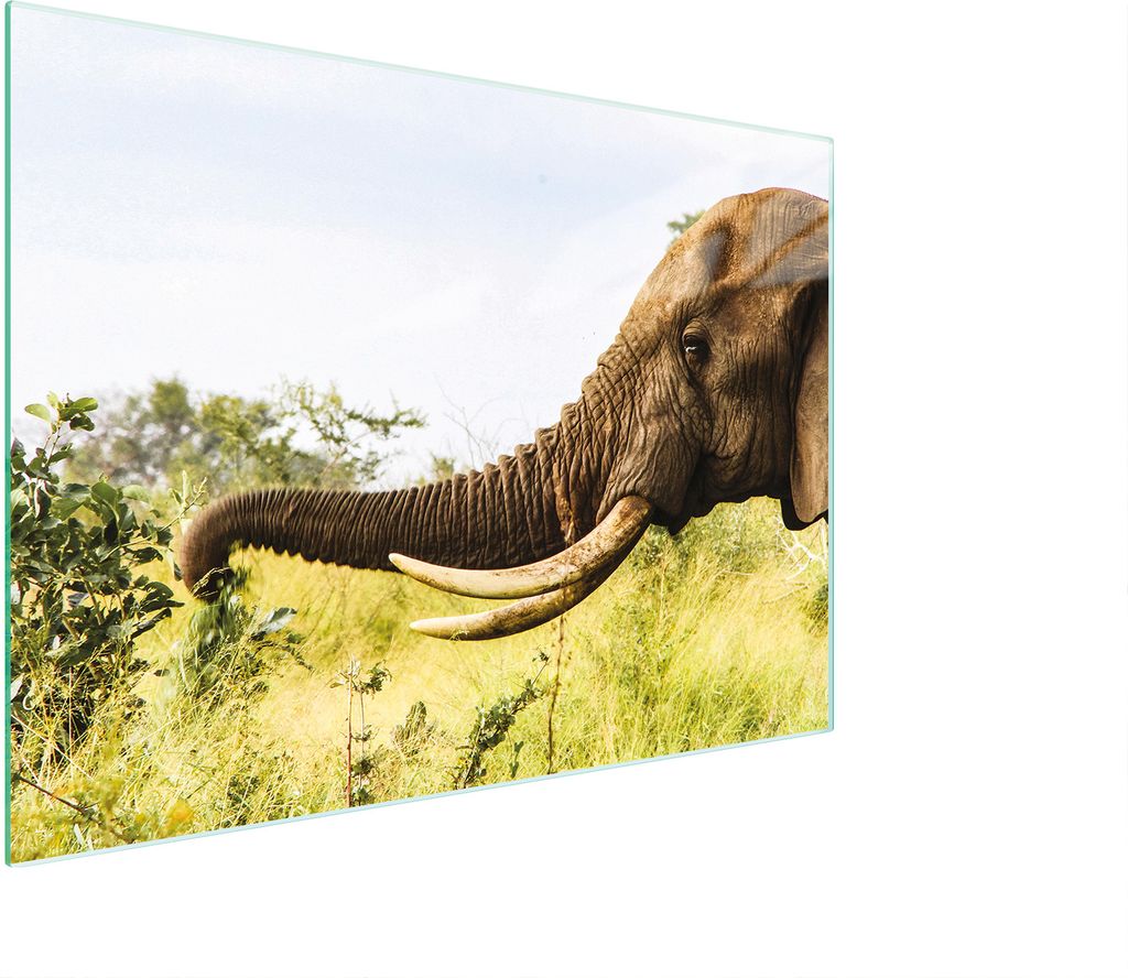 Glasschneidebrett 30x22 Elefant