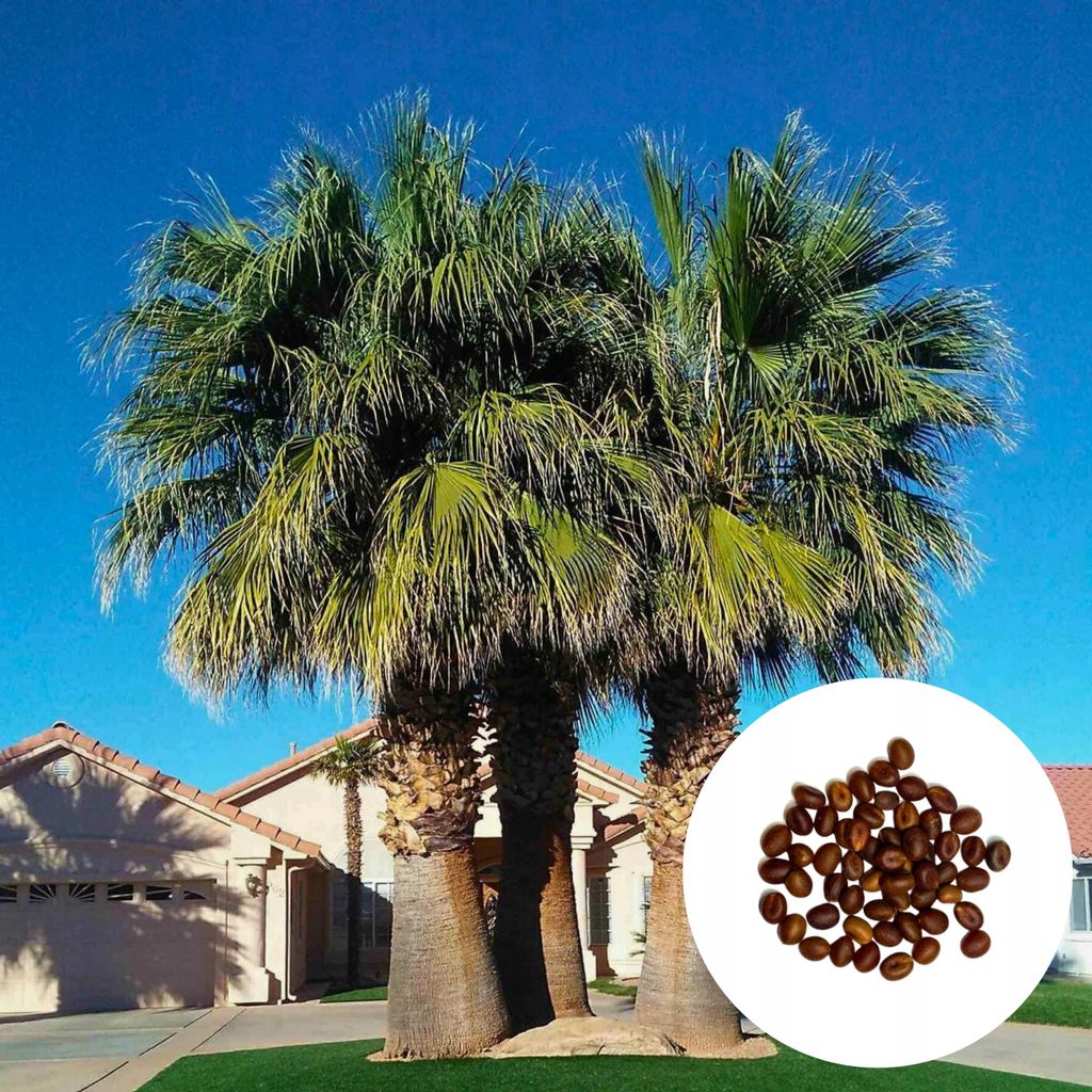 Semená palmy - Washingtonia Filifera - balenie 3 ks - Obrázok produktu 