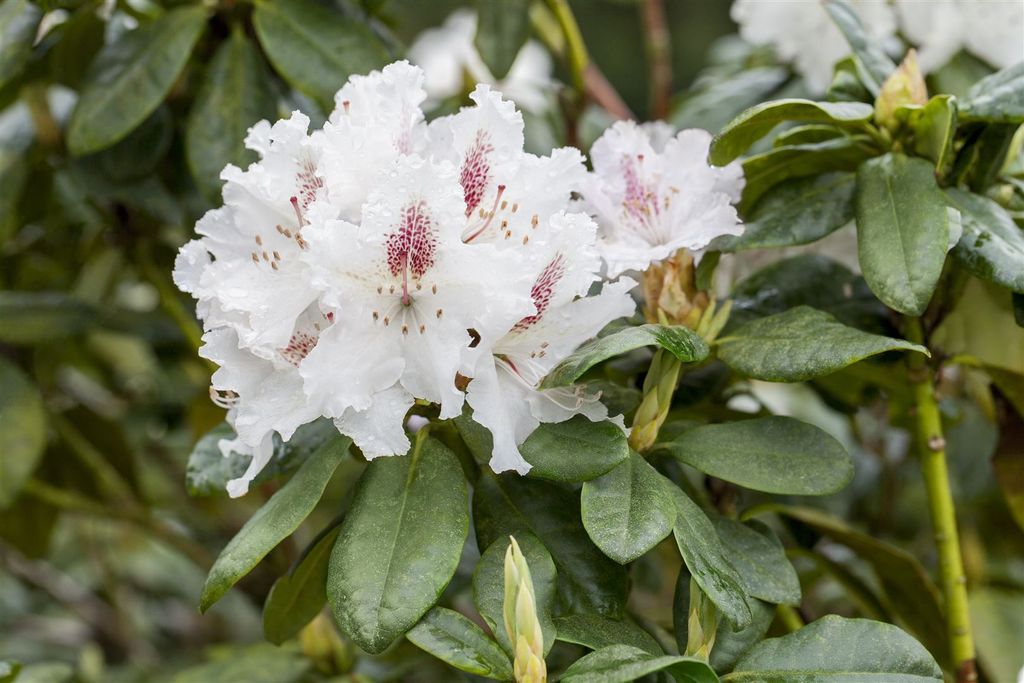 Rhododendron Hybr. 'Schneeauge', weiß, 30–40 cm