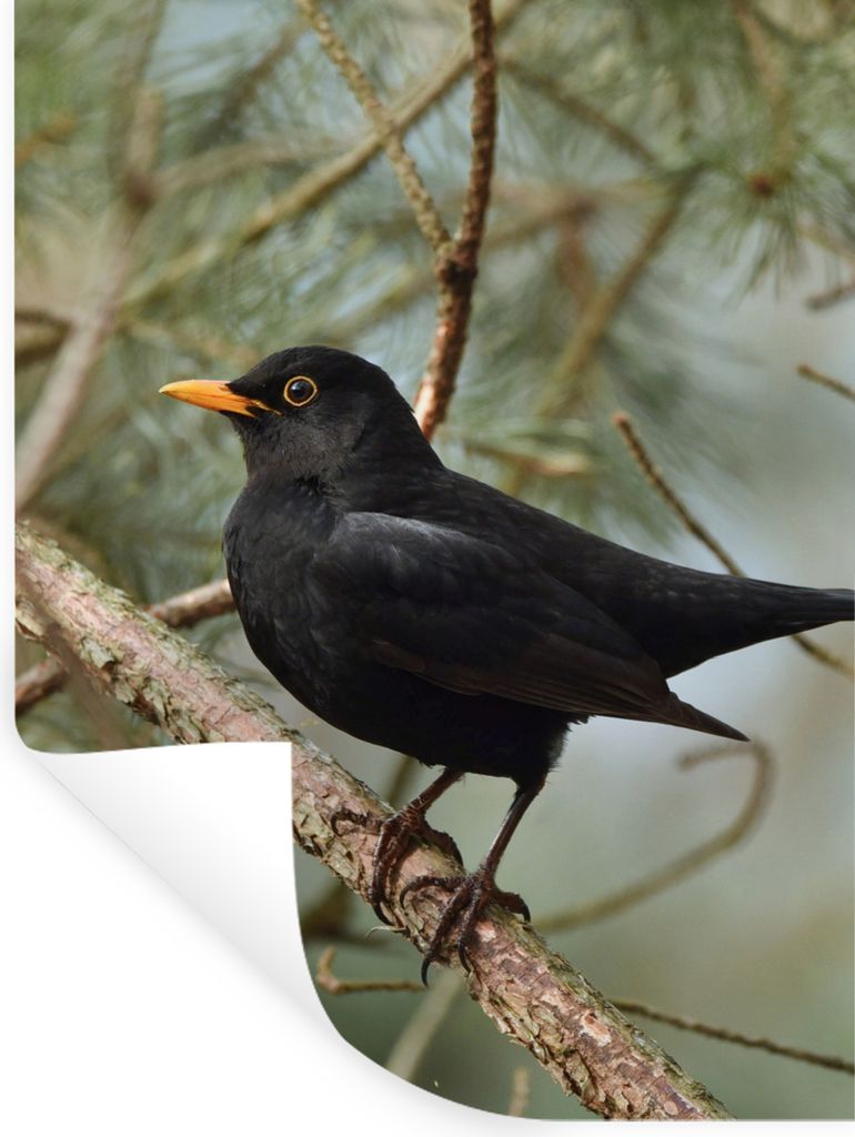 MuchoWow Wandtattoo Wandsticker Wandaufkleber Vogel - Amsel - Zweige - Tiere 90x120 cm Selbstklebend und Repositionierbar - Faltenfrei