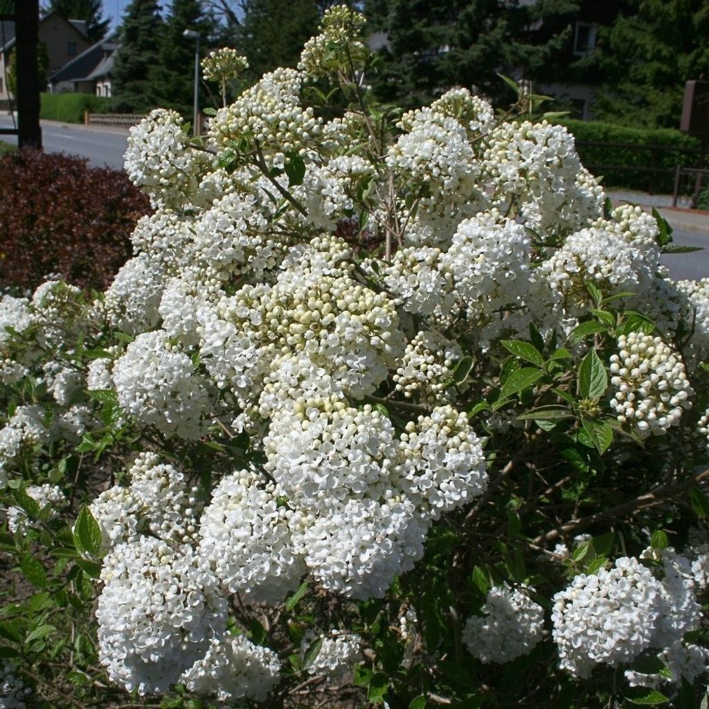 Schneeball Eskimo Viburnum 'Eskimo', Größe:40-60 cm Produktbild 