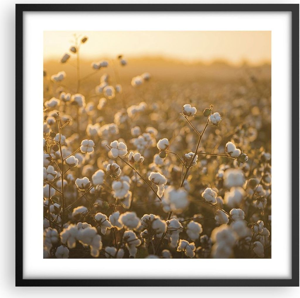 Gerahmtes Poster - Schwarzer Rahmen - Baumwolle Feld Acker - 50x50 cm - Wand Bild - Wanddeko - Wandbilder - Kunstposter - Wandposter - Bilderrahmen...