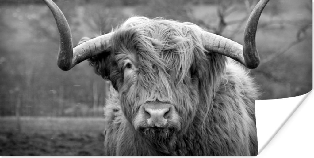MuchoWow Poster Schottischer Highlander - Kuhkopf - Landschaft - Natur - Kuh 150x75 cm - ohne Rahmen