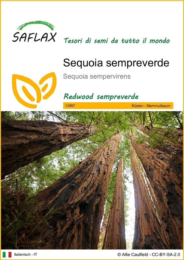 SAFLAX  - Sequoia sempreverde - 50 semi - Sequoia Immagine del prodotto 