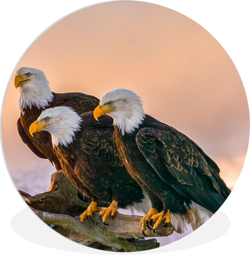 MuchoWow Rundes Wandbild - Runde Bilder Vögel - Natur - Raubvögel - Adler Ø 60 cm Kreis Wanddekoration Kunststoff - Wandkreis - Wandschmuck - ...