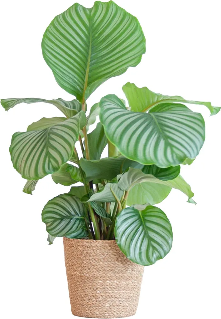 Calathea Orbifolia Purifiant - Large Feuillage et Panier Jonc de Mer Ø21