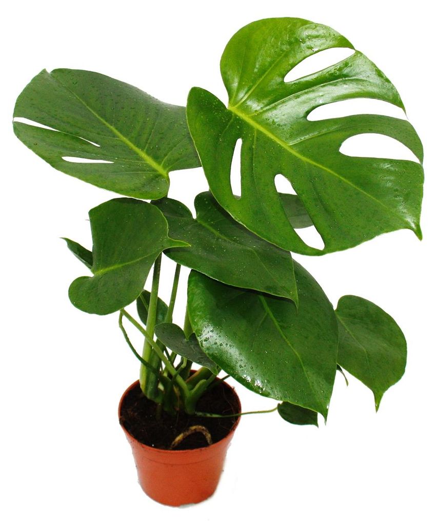 Monstera deliciosa - okenní list - 12cm květináč - výška Obrázek produktu 