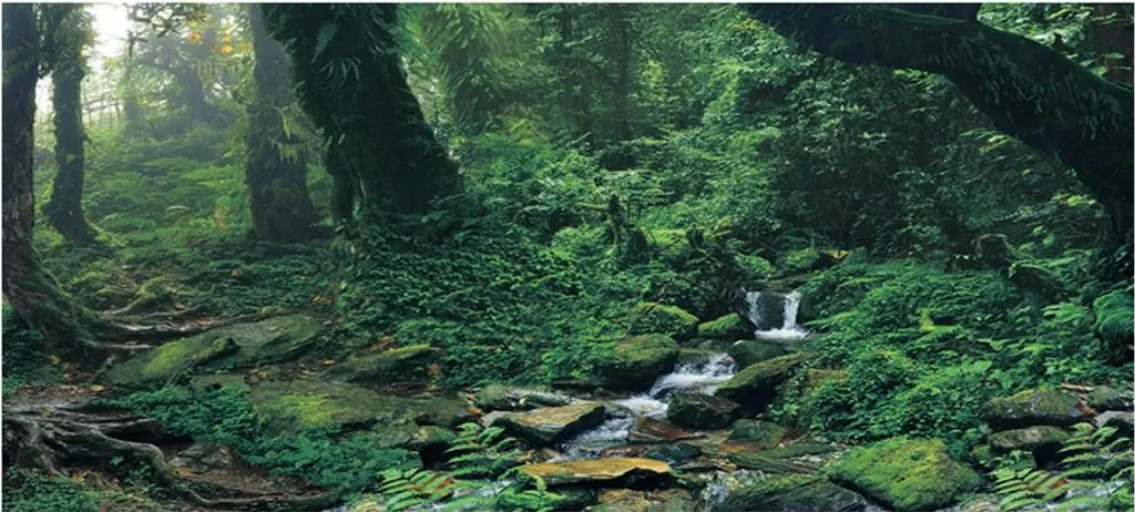 Aménager un aquarium naturel avec le poster adhésif Riverway Woods (M)