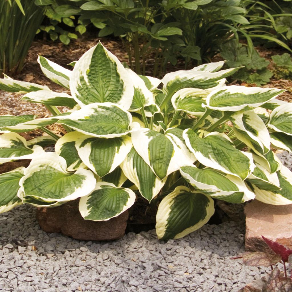 Funkie Hosta Knolle Staude Schattenpflanzen Funkie Herzblattlilie Patriot 1 St.