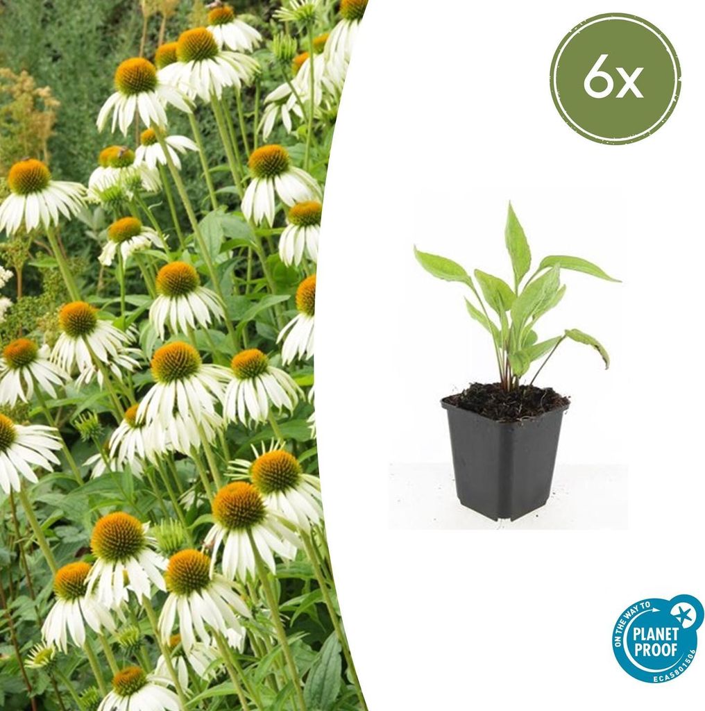 Scheinsonnenhut – Echinacea purpurea 'White Swan' – ↑10-25cm – Ø9cm – 6 Pflanzen – Weiße Blüten, Bienen- und Schmetterlingsfreundlic...