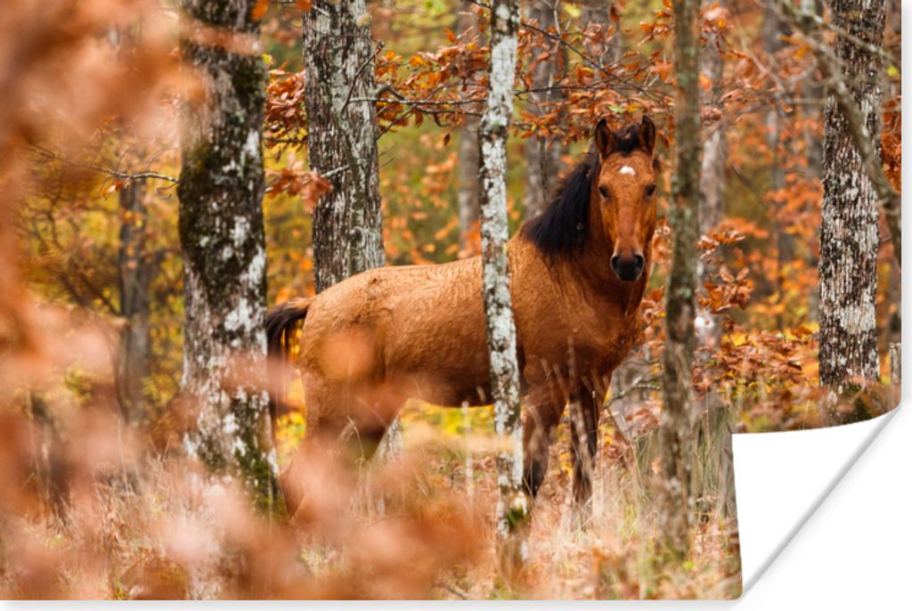 MuchoWow Poster Pferd - Wald - Braun 60x40 cm - Schlafzimmerdekoration