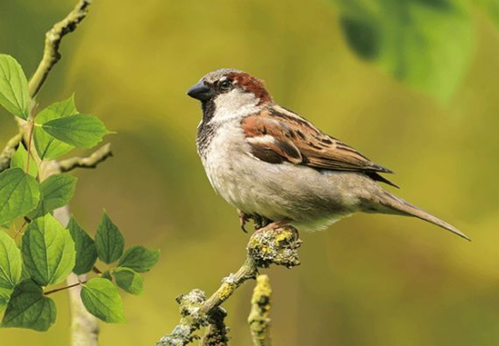 3 D Ansichtskarte Spatz, Postkarte Wackelkarte Hologrammkarte Tiere Tier Sperling Vogel
