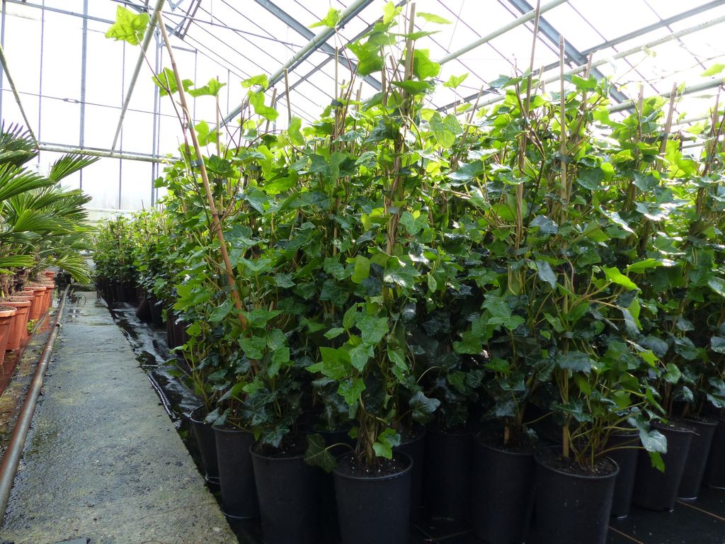 10 Stück Efeu Hedera helix 100 - 120 cm Heckenpflanze Produktbild 