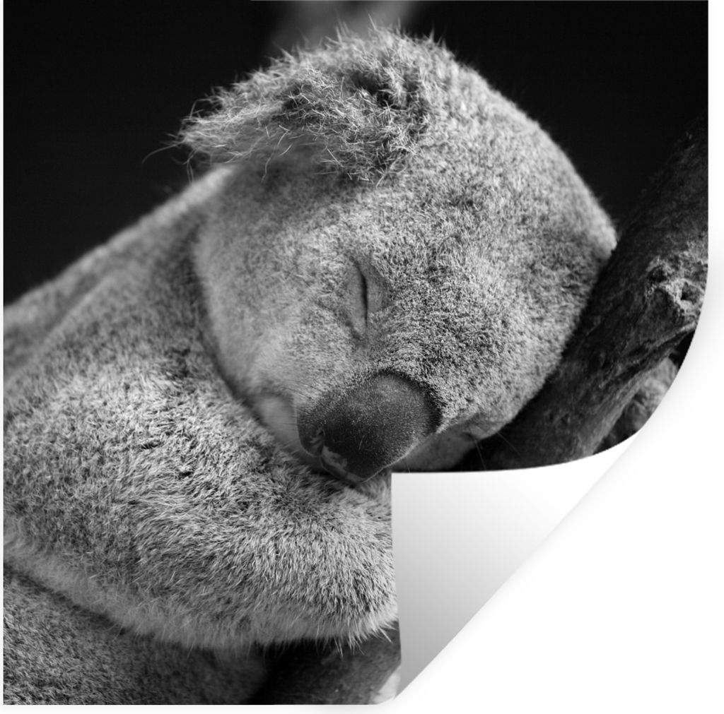 MuchoWow Wandtattoo Wandsticker Wandaufkleber Schlafender Koala auf schwarzem Hintergrund 80x80 cm Selbstklebend und Repositionierbar - Wierderve...
