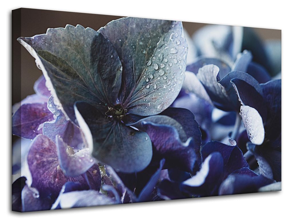 Leinwanddruck „Blumen Blaue Hortensie“ 80x50