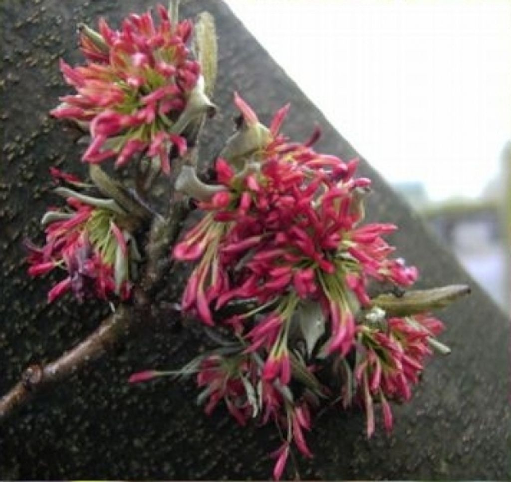Parrotia persica - Persischer Eisenholzbaum - Parrotie - Winterblüher - 40-60