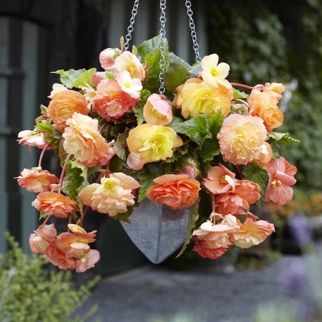 Begonie Knolle Blumen Garten Töpfe Blüten Begonie Splendide Ballerina 1 St.