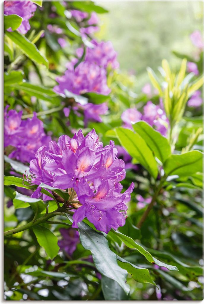 ARTland Leinwandbild Pink Rhododendren Größe: 80x120 cm
