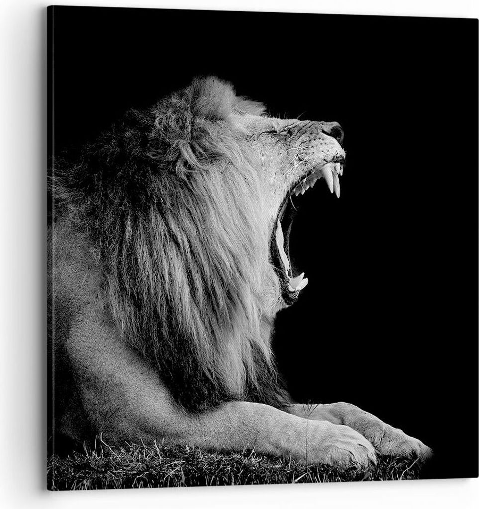 Bild auf Leinwand - Leinwandbild - Einteilig - Löwe Gähnen Schwarz und Weiß - 70x70cm - Wand Bild - Wanddeko - Wandbilder - Leinwanddruck - Bild...