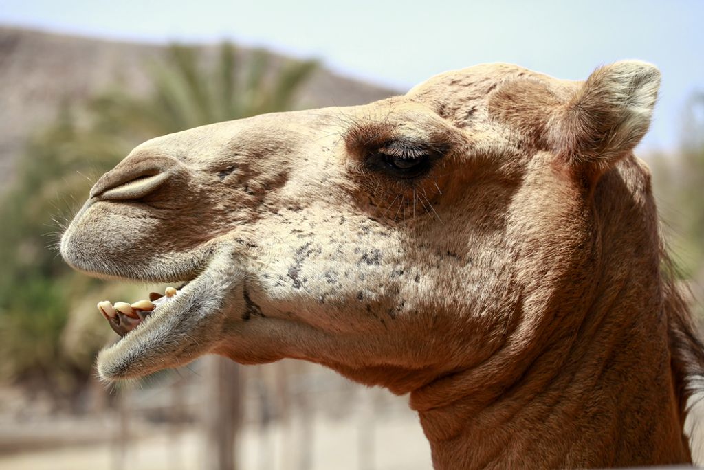 hansepuzzle 82455 - Kamel Puzzle, 2000 Teile, Tierwelt, 90,0 x 60,0cm mit hochwertiger Aufbewahrung, Kartonbox und wiederverschließbarem Beutel