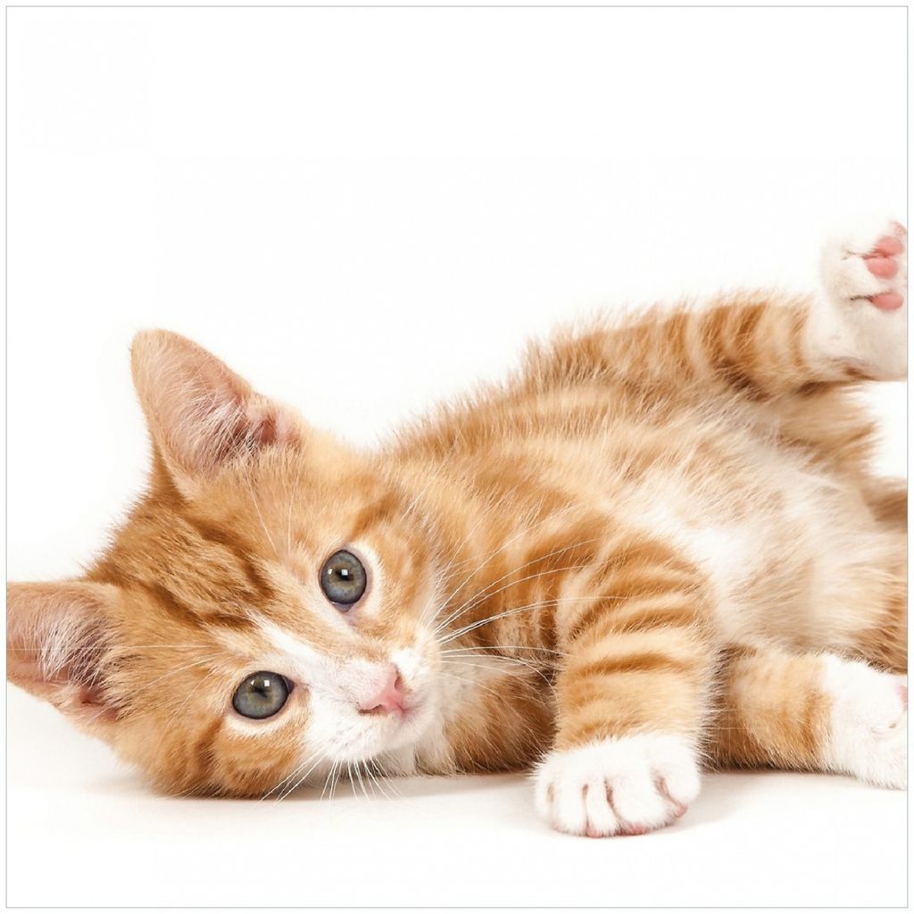 Wallario Premium Glasbild, freischwebende Optik, kräftige Farben, Größe 30 x 30 cm Motiv Süße Katze mit großen Augen - rot weiß getigert
