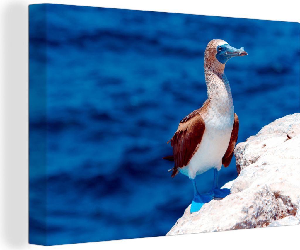 OneMillionCanvasses - Leinwandbilder - 140x90 cm, Blaufußtölpel mit blauem Meer im Hintergrund, Wandbilder Kunstdruck Wanddekoration - Foto auf...