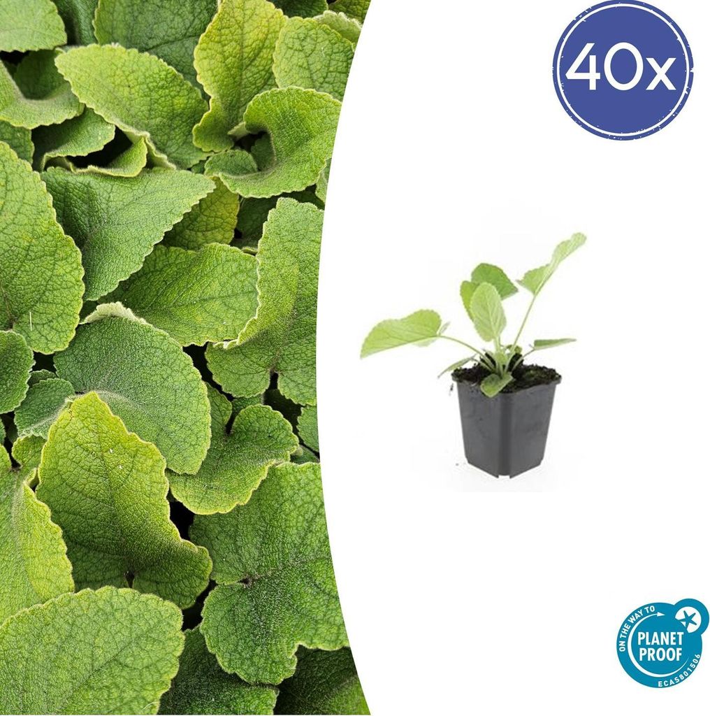 Russel-Brandkraut Phlomis russeliana – 10-25cm – Ø9cm – 40 Pflanzen – Winterharte Staude mit hellgelben Blüten – Bienen- & Schmetter...