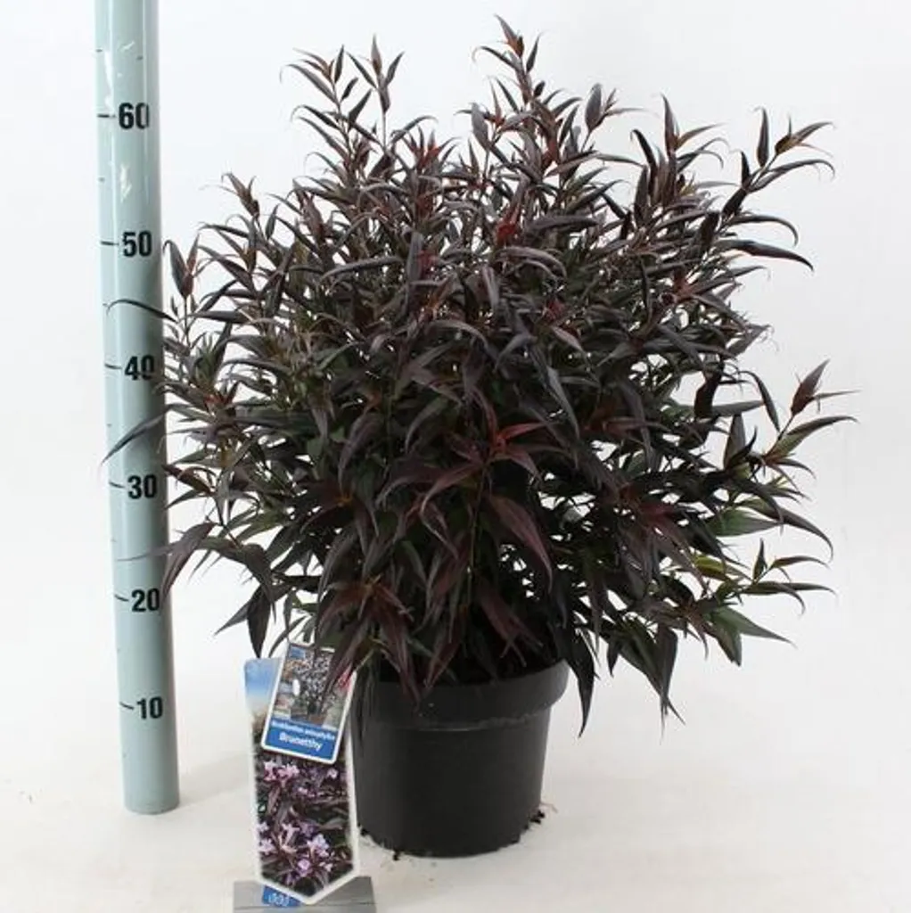 Plante Fleur en Cône Strobilanthes Brunetthy - Arbuste Décoratif Pot