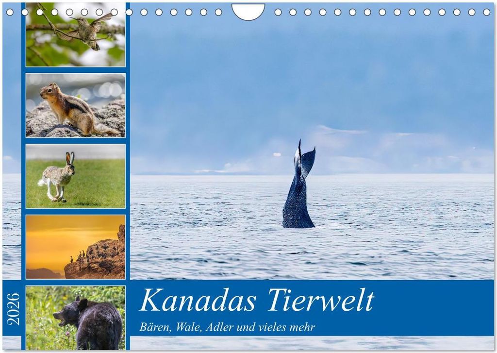 Kanadas Tierwelt - Bären, Wale und vieles mehr (Wandkalender 2026 DIN A4 quer), CALVENDO Monatskalender