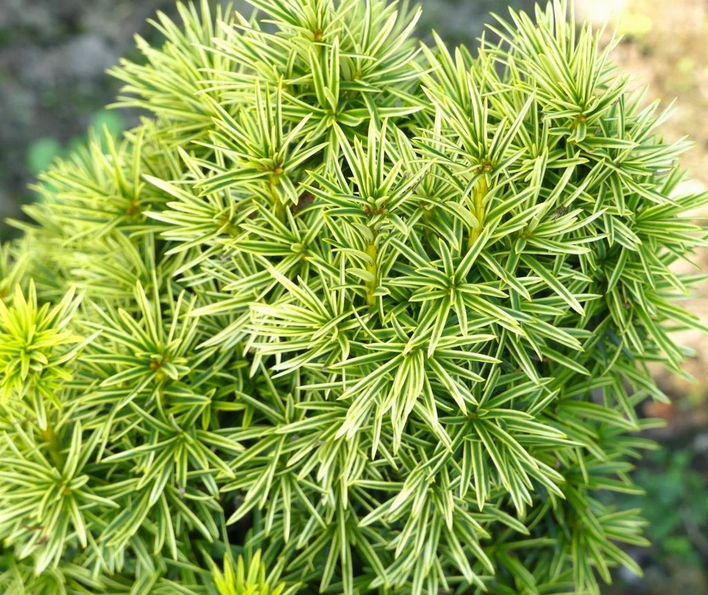 Gelbe Eibe Taxus baccata Fastigiata Aureomarginata 25 - 30 cm immergrün