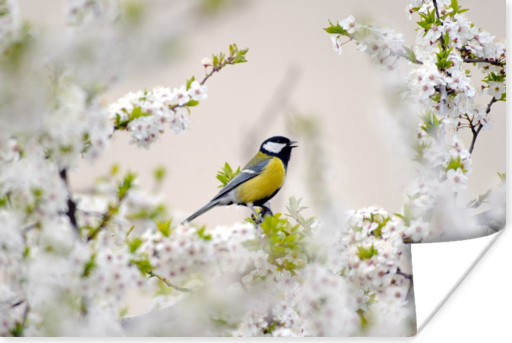 MuchoWow Poster Vogel - Kohlmeise - Blumen - Blütenbaum 60x40 cm - Schlafzimmerdekoration
