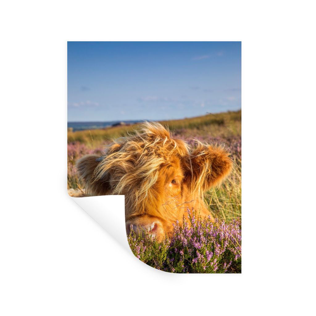 MuchoWow Wandtattoo Wandsticker Wandaufkleber Schottische Highlander - Heide - Gras - Tiere 90x120 cm Selbstklebend und Repositionierbar - Falten...