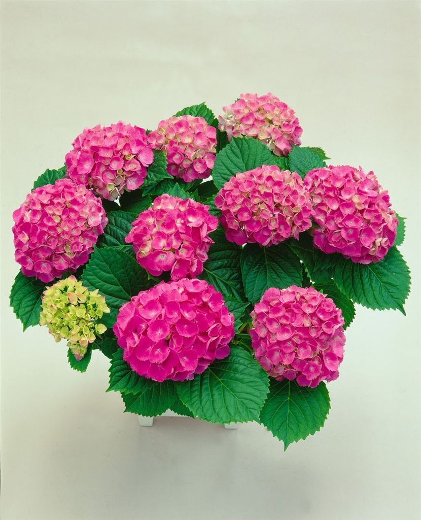 Hydrangea macrophylla 'Red Baron', Hortensie, rot, 30–40 cm