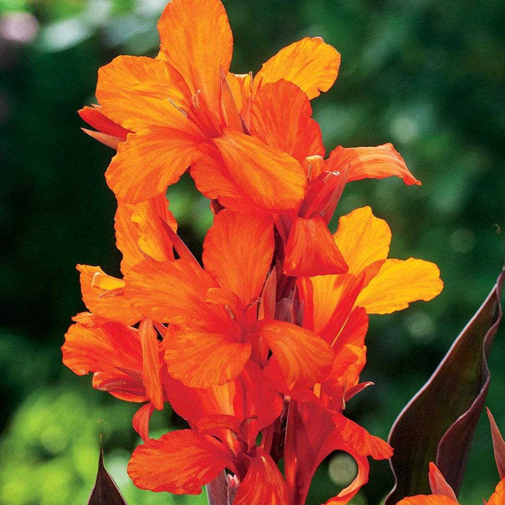 Canna Kanna Blüten Knolle Töpfe Garten Canna Orange 1 St.
