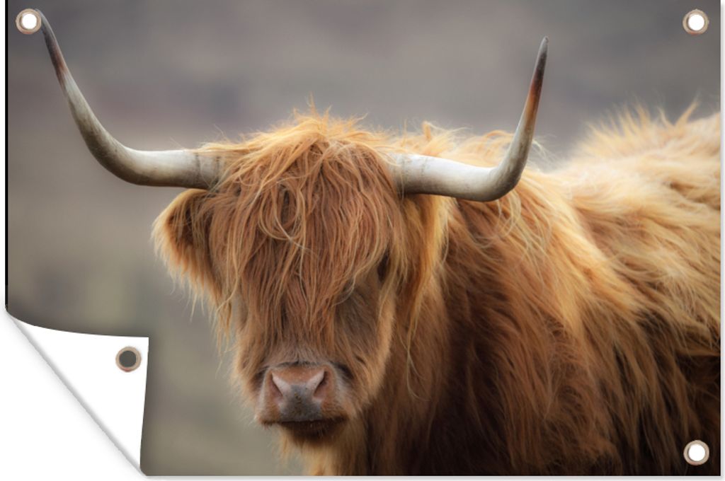 MuchoWow 120x80 cm Outdoor-Poster Gartendeko Sichtschutz Garten Poster für den Garten Schottischer Highlander - Hörner - Haare